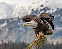Bald Eagles are America's symbol of enduring freedom